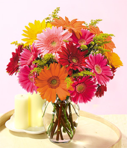 gerbera sunnydale dunbar southlands